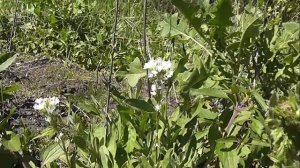 НЕМНОГО БОТАНИКИ: Икотник серый