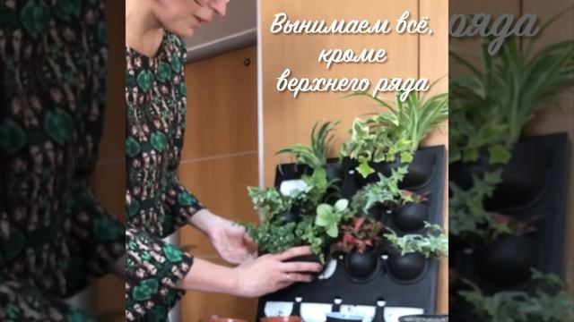 Фитокартина своими руками