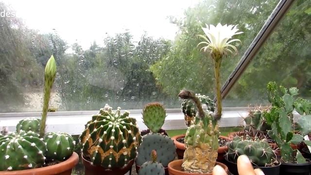 Echinopsis subdenudata cactus plant in beautiful flower.