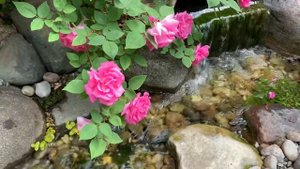 Zephirine Drouhin climbing rose