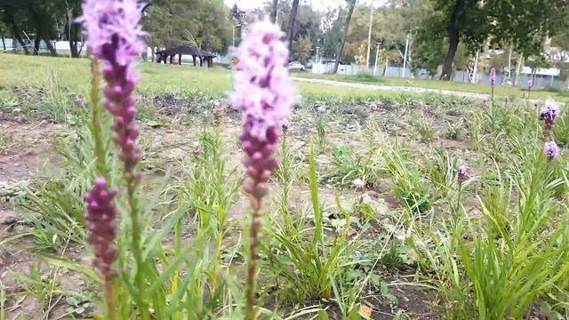 Лиатрис колосистая, фиолетовый колосок