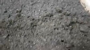 ГВОЗДИКА. как посеять гвоздику травянку на рассаду. посев гвоздики семенами.mp4