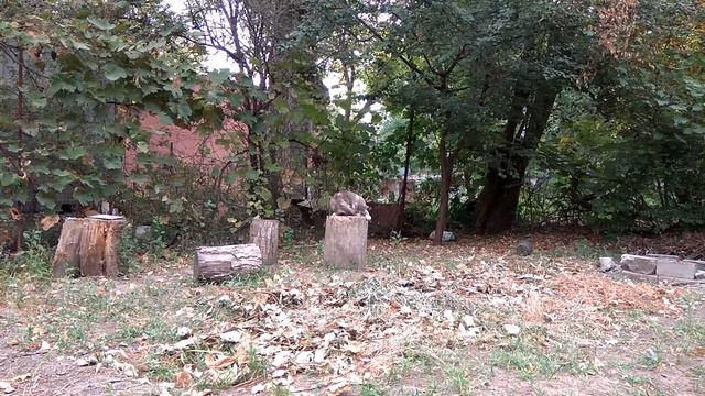 4 сентября. Наследственное горе. Ежедневник ВДА смотреть онлайн