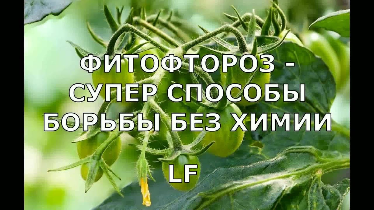 Фитофтороз - супер способы борьбы без химии. 2 средства против фитофторы.