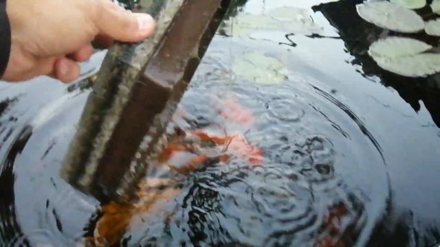 ? ОТВЕЧАЮ НА ВОПРОСЫ. КОРМУШКА. КОРМ ДЛЯ КАРП КОИ, ФИЛЬТРАЦИЯ И ПРОЧЕЕ. ??