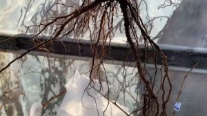 Посылка с саженцами винограда от Марины Ждановой ￼