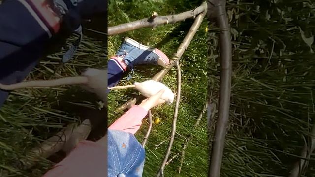 ЖИВАЯ И ДОМАШНЯЯ КРЫСА ИРИНЫ - КРАСАВЕЦ СТЕПАН! смотреть онлайн