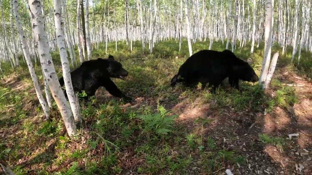 Медведица хочет смыться от детей. смотреть онлайн