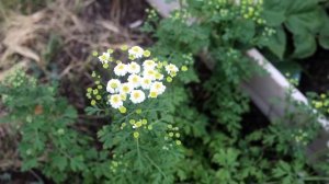 Matricaria Tetra White - Showcase