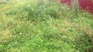 Дачников будут штрафовать за одуванчики и мяту на участке