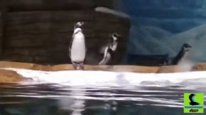 Пингвины Гумбольдта ныряют