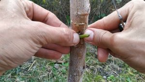 прививка дерева глазком