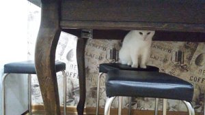 Мейн кун и обычный кот