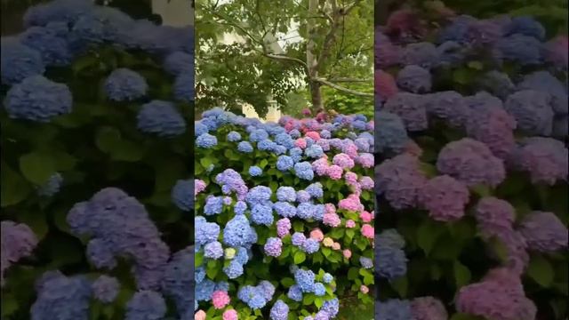 #hydrangea #гортензия #hortensia #садгортензий #hydrangeas #сад #гортензии #гортензиякрупнолистная