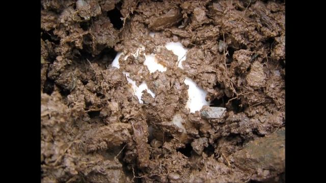 Gurumelos o amanita Ponderosa 2013. смотреть онлайн