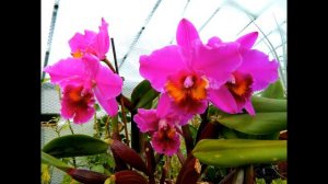 Why I Think My Orchid Has A Virus