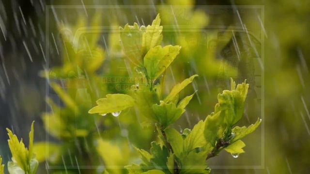 Поздравление ОО "ЭКОШ" со всемирным днём волонтёра смотреть онлайн