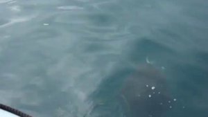 КАМЧАТКА. Морская рыбалка на гигантского палтуса!
