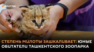 Степень милоты зашкаливает: юные обитатели ташкентского зоопарка
