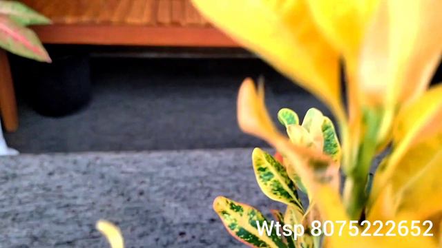 Croton plants for low price|Online sale|Benzy's vlog смотреть онлайн