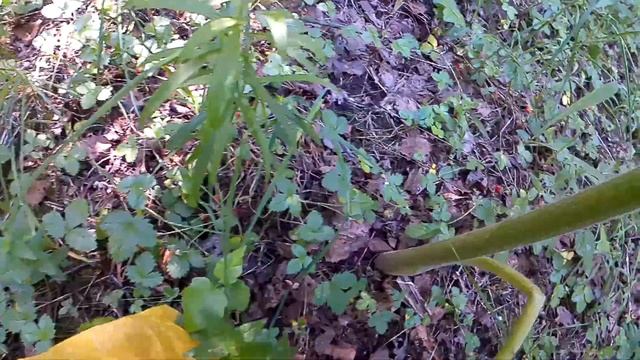 Прогулка по березовой роще в поисках грибов. #лес,#прогулка,#прогулкаполесу.