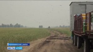 Какой мед самый лучший