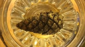 Как раскрывается шишка