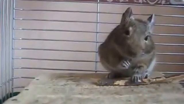 Дегу лучшие домашние грызуны 3 смотреть онлайн