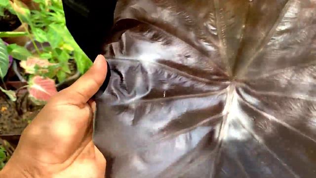 Perbezaan Antara Colocasia Black Ripple dan Black Coral смотреть онлайн