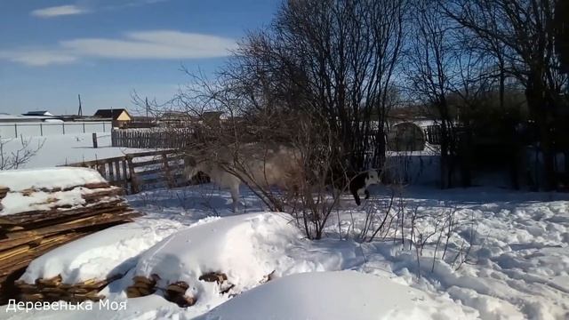 Маленький бычок первый раз видит снег. Корова играет с телёнком смотреть онлайн