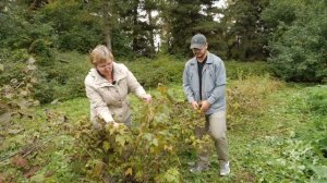 Осенняя обрезка плодово-ягодных культур