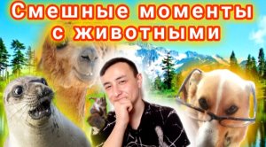 Смешные моменты с животными