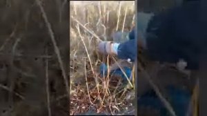 Самое лучшее время для сбора ивового прута