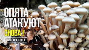 ОПЯТА АТАКУЮТ СНОВА !  11 октября 2021года. Сбор опёнка медового (Armillaria mellea)