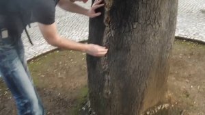 пробковое дерево