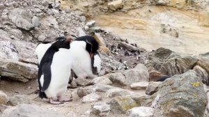 Фолклендские острова. Пингвины, альбатросы, приключения и природа. Антарктика. Часть 6