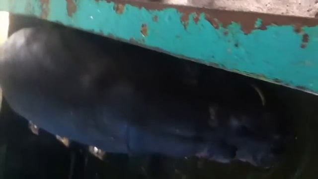 |Большереченский зоопарк| смотреть онлайн