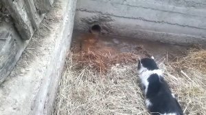 КОТ ПРОТИВ КРЫСЫ