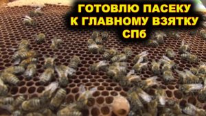 Готовлю пасеку к главному взятку. г. Санкт - Петербург.