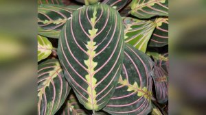 Маранта: уход в домашних условиях