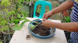 Propagate Scadoxus Multiflorus Fireball Amaryllis