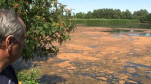 Что случилось с прудом?