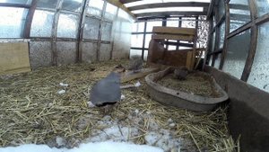Куропатки, чем они занимаются в вольере, поймал ещё самочку, скоро буду делать вольеры.