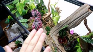 Rare Houseplant Terrarium Maintenance & Adding New Plants! (Winter 2021)