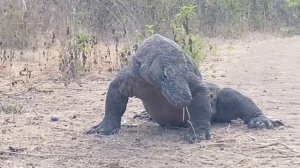 komodo dragon attack। komodo dragon eating goat