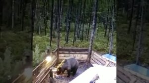 Медвежата объедают поросёнка (bear cub&young rob piglet). Россия