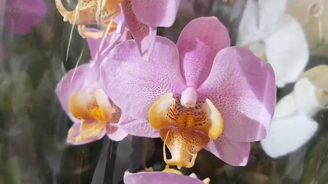 СУПЕР качество ОРХИДЕИ в КАСТОРАМА Polka Dots Montreux Orchids ORCHID орхидея ОРЕНБУРГ Обзор