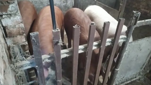 Утренняя управа?? Кто в свинарнике у нас? Три дюрка, один ландрас? смотреть онлайн