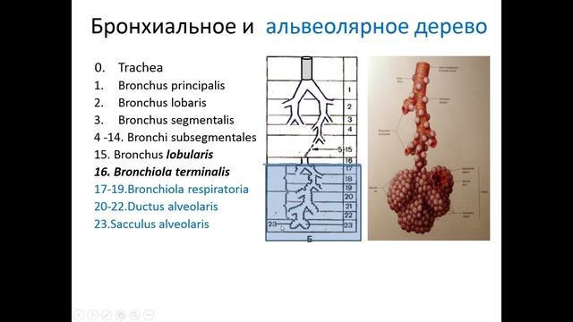 Бронхиальное и альвеолярное дерево. Лекция для студентов медицинского инаститута