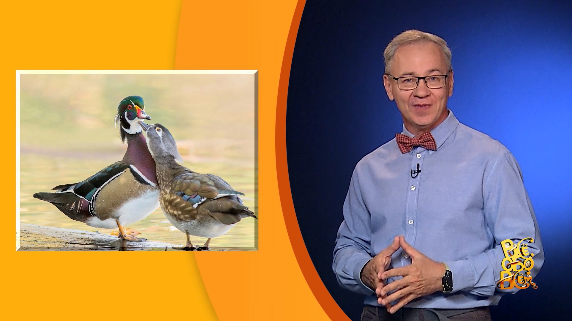 Всё обо всём. Каролинская утка. Выпуск 27.09.23 смотреть онлайн